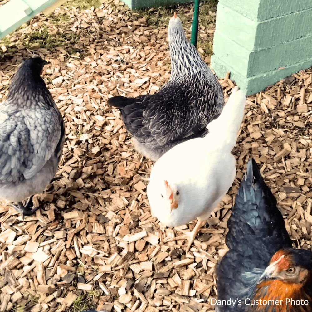 Chicken Coop Chips - Image 4