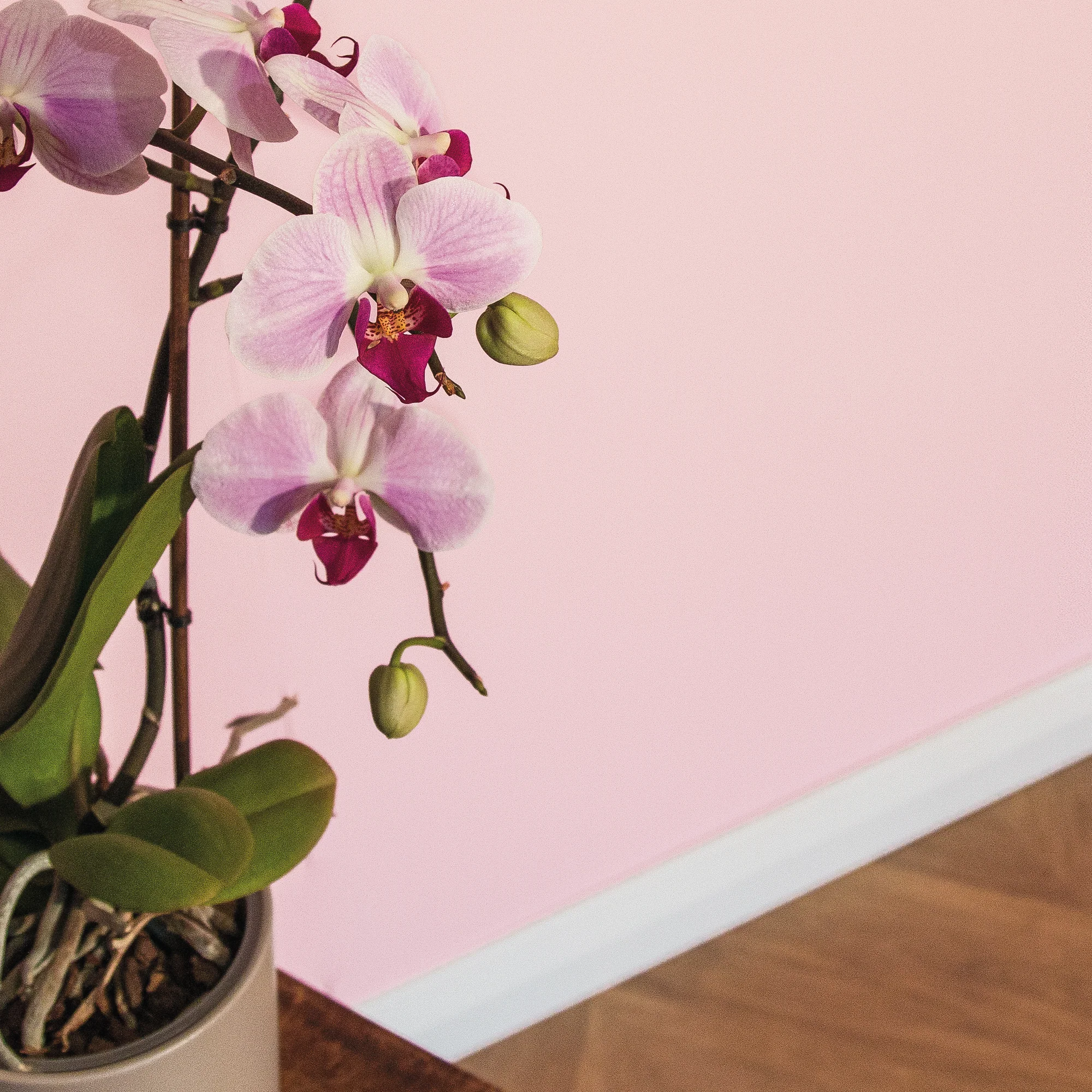 Little Knights - Pink Blossom Bold & Delicate - Matte/Eggshell/Silk/Satin/Gloss Interior Paint - Image 3