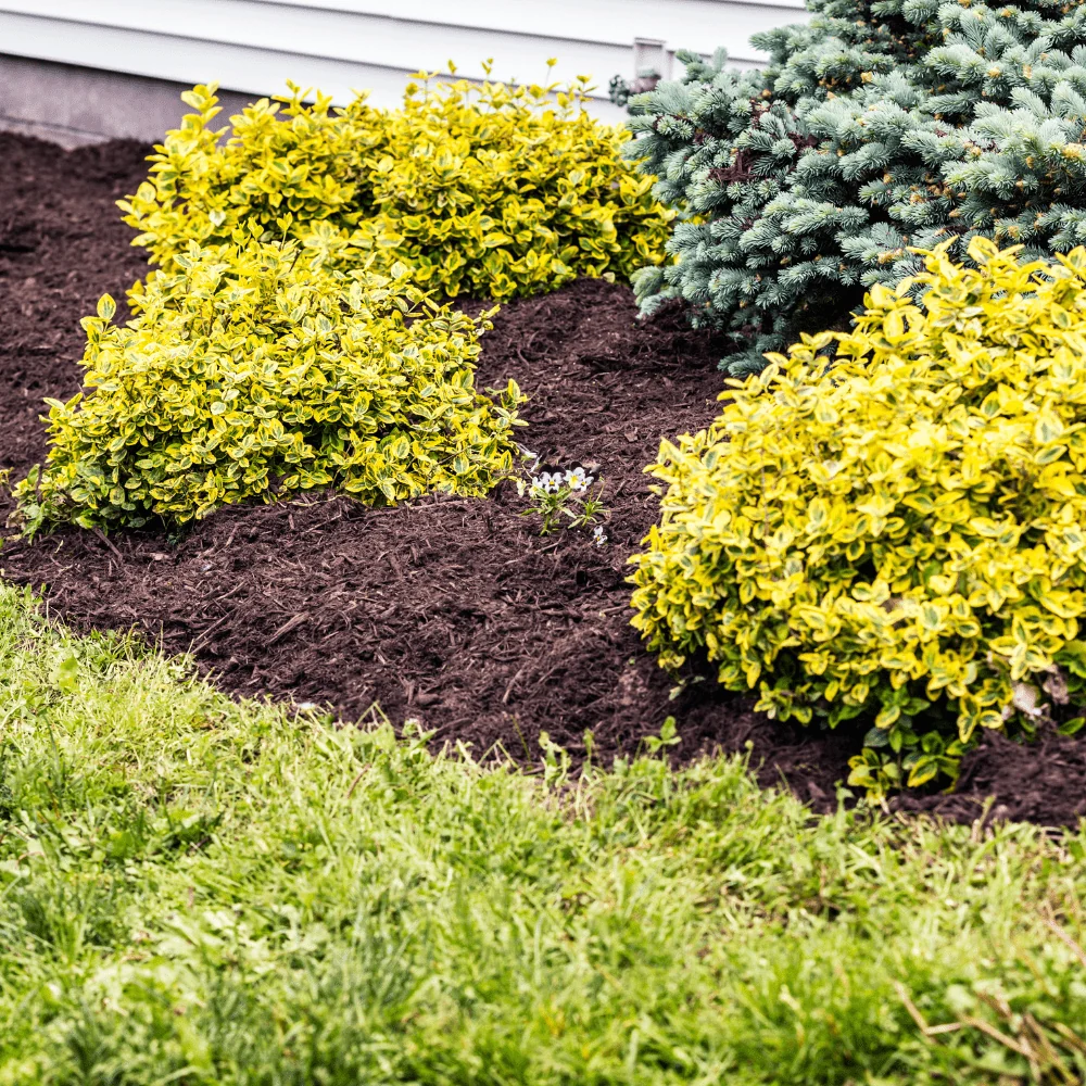 Wintermix Compost Garden Mulch - Image 3